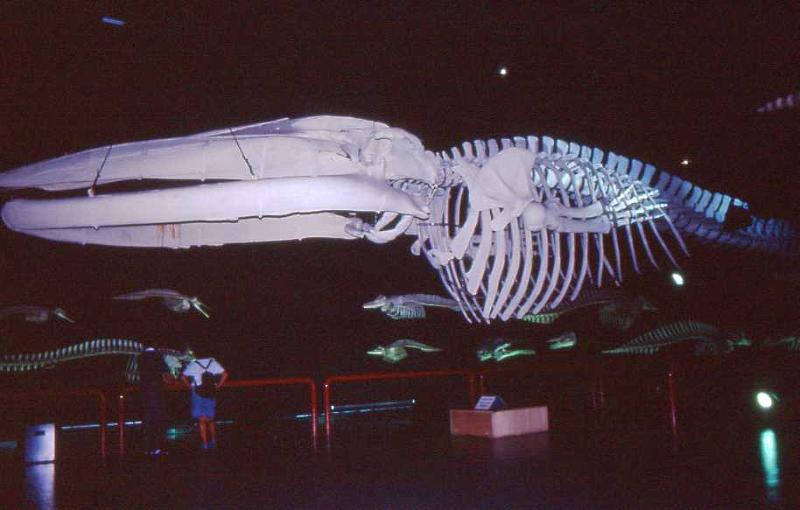 26-Bruxelles,Museo di scienze naturali (balena,30 metri),13 agosto 1989.jpg